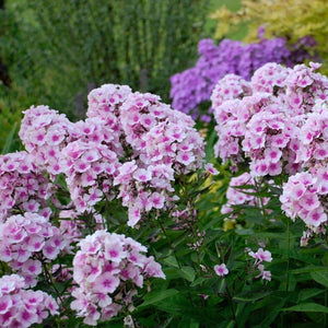 1. Hybrid Fresh Flower Seeds for Planting in Home & Garden