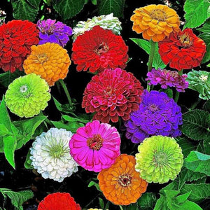 1. Mixed flower seeds (multicolour) for home