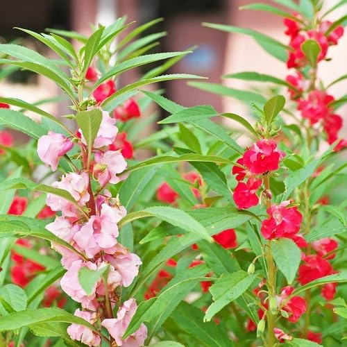 Balsam flower seeds for home garden