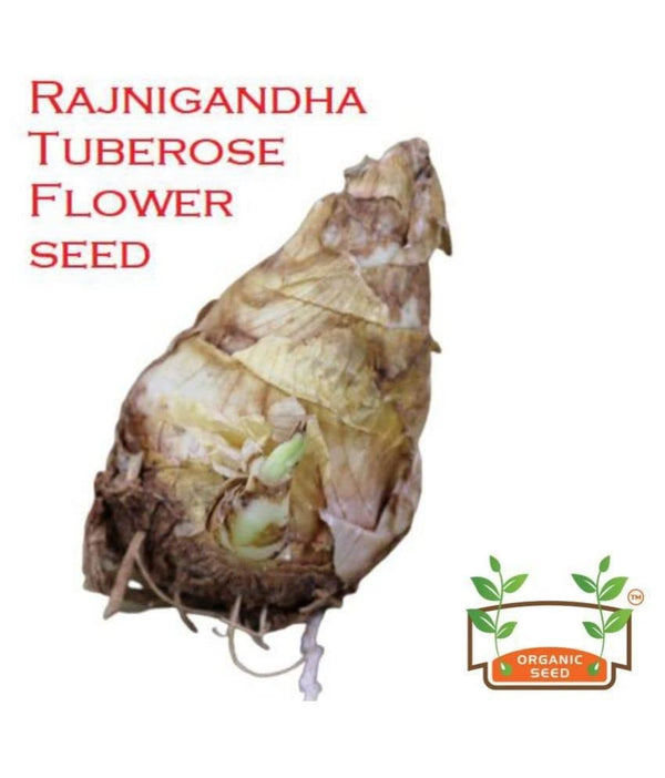 Afflorance Tuberose Bulbs.Afflorance Tuberose Bulbs – Fragrant Night Blooming Flowers for Garden & Floral Decoration