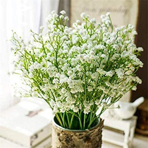 1. Baby’s Breath Flowers (Gypsophila) seeds