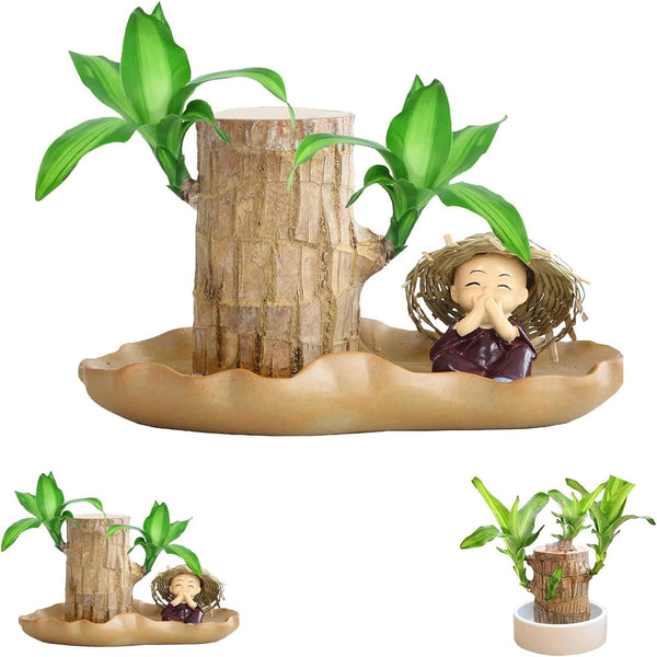 Brazilian Lucky Wood Plant ( Pack Of 2)Brazilian Lucky Wood Plant (Pack of 2) – Indoor Fortune Plants for Home & Office Décor
