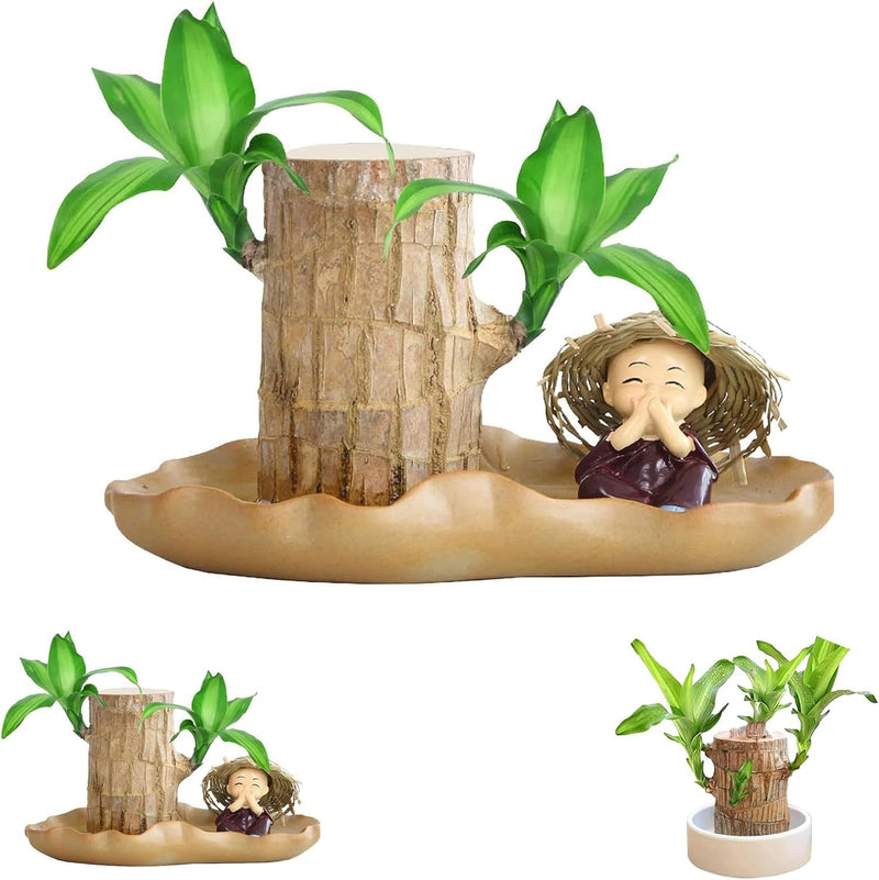 Brazilian Lucky Wood Plant ( Pack Of 2)Brazilian Lucky Wood Plant (Pack of 2) – Indoor Fortune Plants for Home & Office Décor