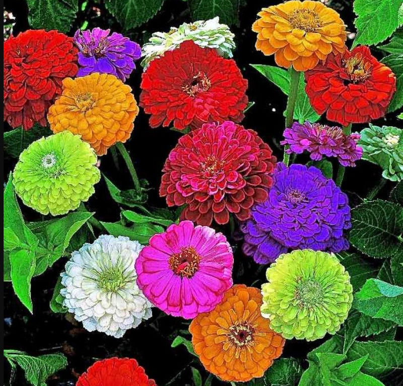 mixed flower seed (multicolour)