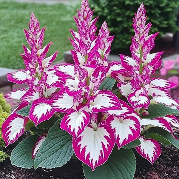 Mixed Hosta Seeds for Planting Outdoors
