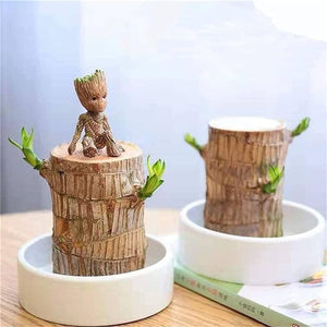 1. Brazil lucky wood plant indoor brazilian good luck plant ( Pack Of 2 )