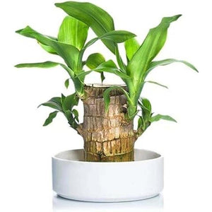 1. Brazilian lucky bamboo live plant-Pack of 1