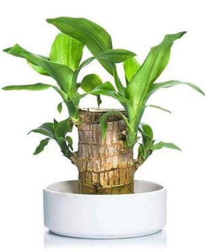 1. Brazilian lucky bamboo live plant-Pack of 1