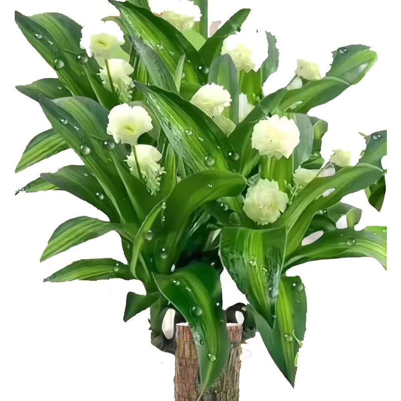 Brazilian Lucky Wood, Mini Home Plant Decorations to Bring You Luck