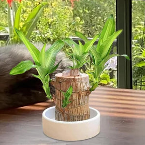 1. Brazilian Lucky Wood Plant ( Pack Of 2 )