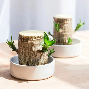1. Brazilian Lucky Wood Plant