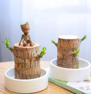 1. Brazilian Wood Good Luck Live Plant Lucky Brazil Wood ( Pack of 2 )
