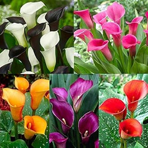 1. Calla Lily Flower (PACK OF 2)