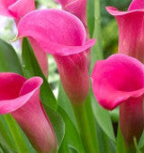 Calla Lily Flower (PACK OF 2)