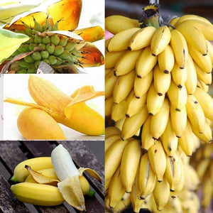1. IMPORTED SEEDS MINI BANANA MAGICA