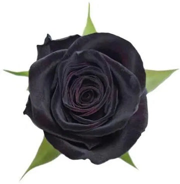 Seeds Black Baccara Rose Plant – Rare Dark Red Black Rose Flower Seeds For Home Garden, Terrace, Balcony & Pot Growing
