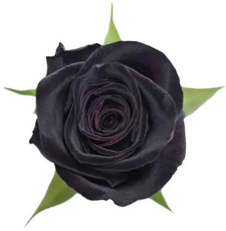 Seeds Black Baccara Rose Plant – Rare Dark Red Black Rose Flower Seeds For Home Garden, Terrace, Balcony & Pot Growing