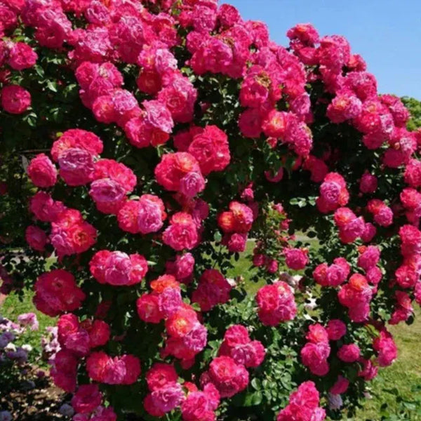 Elegant Climbing Rose Flower Seeds.Premium Climbing Rose Flower Seeds – Stunning Blooming Garden Plant