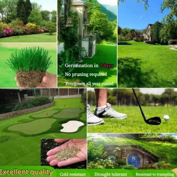 Grass Seeds Hybrid Best For Your Beautiful Home Gardening (Pack Of 100 seeds) (Pack of 1)Premium Grass Seeds for Home Garden – Fast Growing Lawn Seed Pack