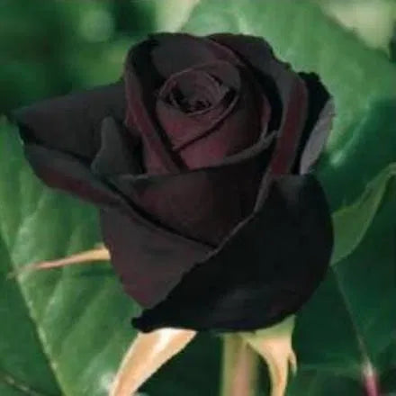 Seeds Black Baccara Rose Plant – Rare Dark Red Black Rose Flower Seeds For Home Garden, Terrace, Balcony & Pot Growing
