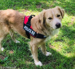 Nylon Dog Harness (Multicolor, 1 inches).Nylon Dog Harness 1 Inch (Multicolor) | Adjustable Heavy Duty Pet Body Harness