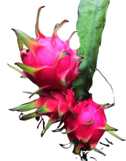 Dragon Fruit Plant Seeds – High Yield Exotic Cactus Fruit for Outdoor & Indoor Planting, Balcony, Terrace & Home Garden