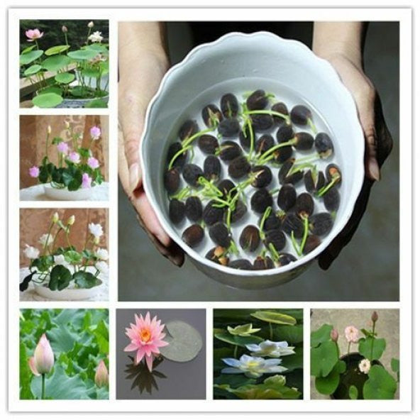 Water Lily Flower Seeds.Water Lily Flower Seeds – Elegant Aquatic Blooms for Ponds & Water Gardens