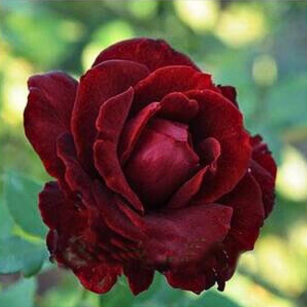 Blood Rose Seeds Red Black – Perennial Authentic Flower Seeds for Home Garden, Balcony & Landscape Gardening
