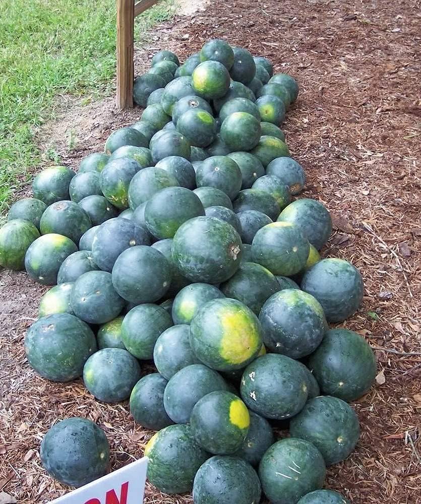 8966