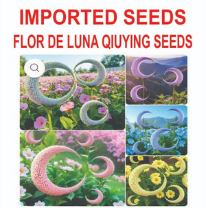 1. IMPORTED SEEDS MINI BANANA MAGICA