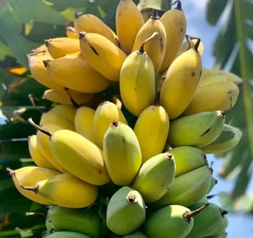 8986