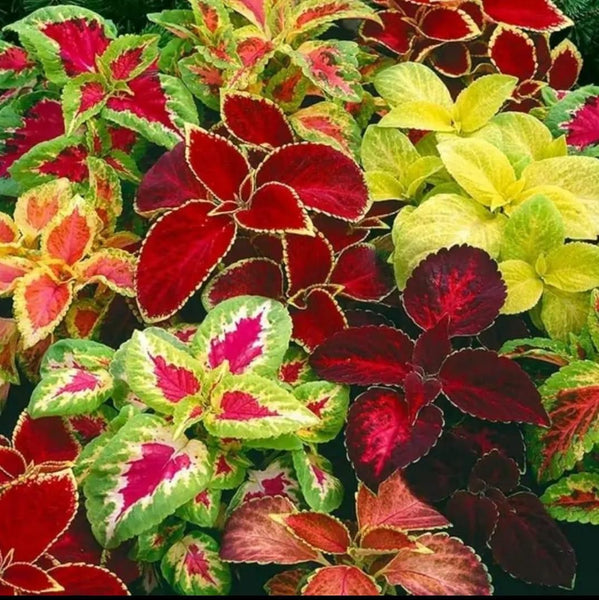 Coleus Rainbow Plant Seeds – Colorful Foliage Ornamental Plant Seeds for Home Garden, Pots, Borders & Indoor Decoration