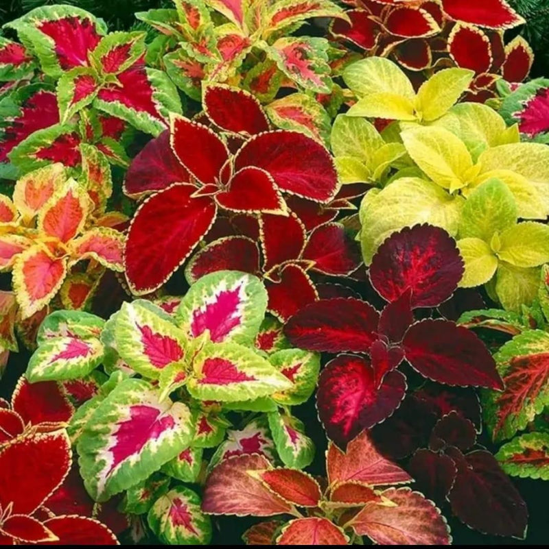 Coleus Rainbow Plant Seeds – Colorful Foliage Ornamental Plant Seeds for Home Garden, Pots, Borders & Indoor Decoration