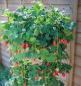 Strawberry Alpine Fragaria Variety (20 Seeds)Strawberry Alpine Fragaria Seeds (20 Seeds) – Sweet Aromatic Berry Plants for Home Gardening