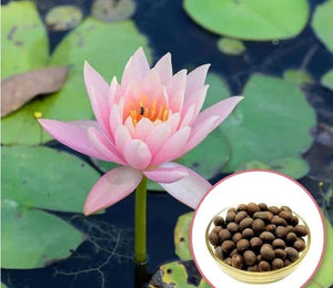 1. Japanese Bonsai Multicolour Bowl Lotus Seeds