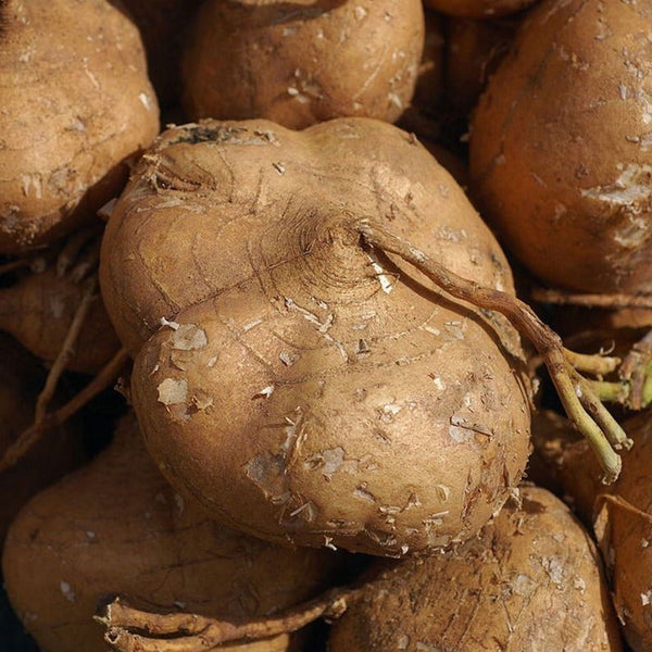 Jicama Seeds Yam Bean, Sweet Mexican Turnip, Mexican Potato Seeds