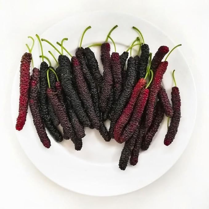 Sweet and Healthy All-Time Long Finger Mulberry (Shahtoot) Fruit Seeds – High Yield Fruit Plant for Home Garden, Terrace & Farm
