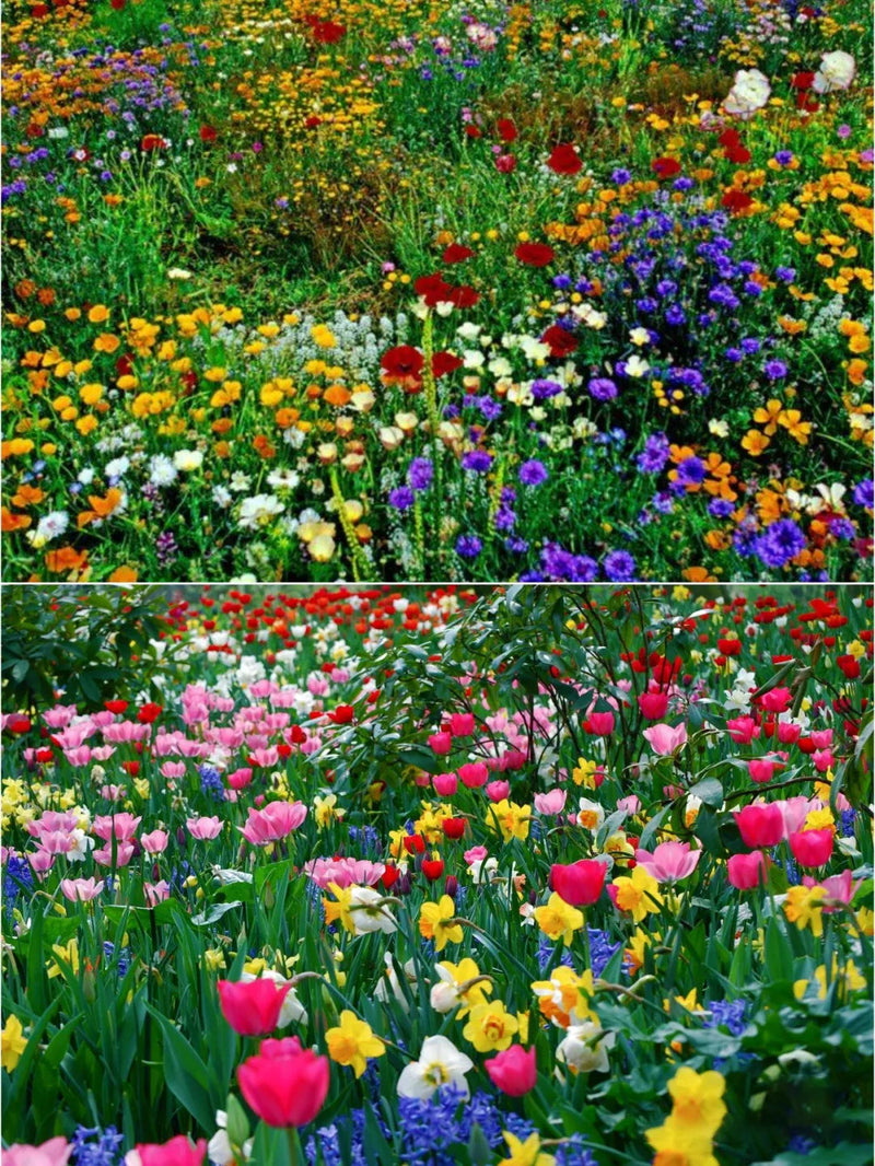 Wild Mix Premium Flower Seeds For beautiful garden