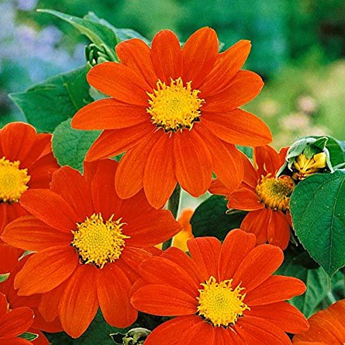 Tithonia Flower Seeds for Home Gardening