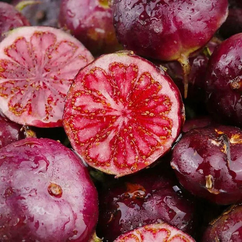 Pure Red Ginseng Berries
