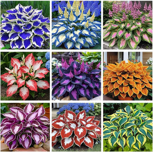 1. Mixed Hosta Seeds for Planting Outdoors