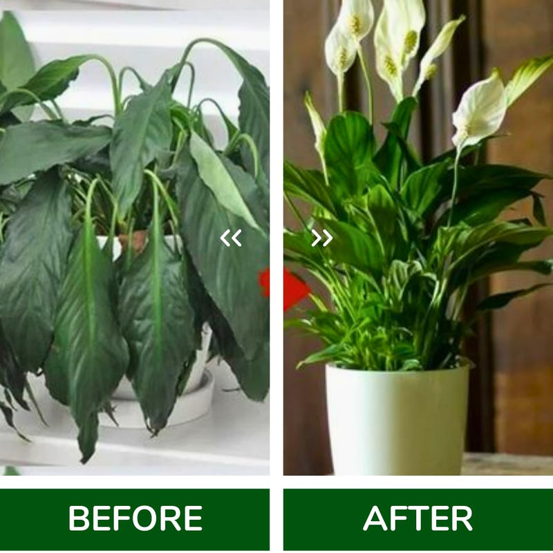 Fertilizer Sticks for Pots Plants ( 25 Sticks )