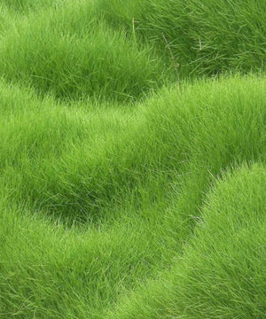 1. Grass Seeds Hybrid Best For Your Beautiful Home Gardening (Pack Of 100 seeds)