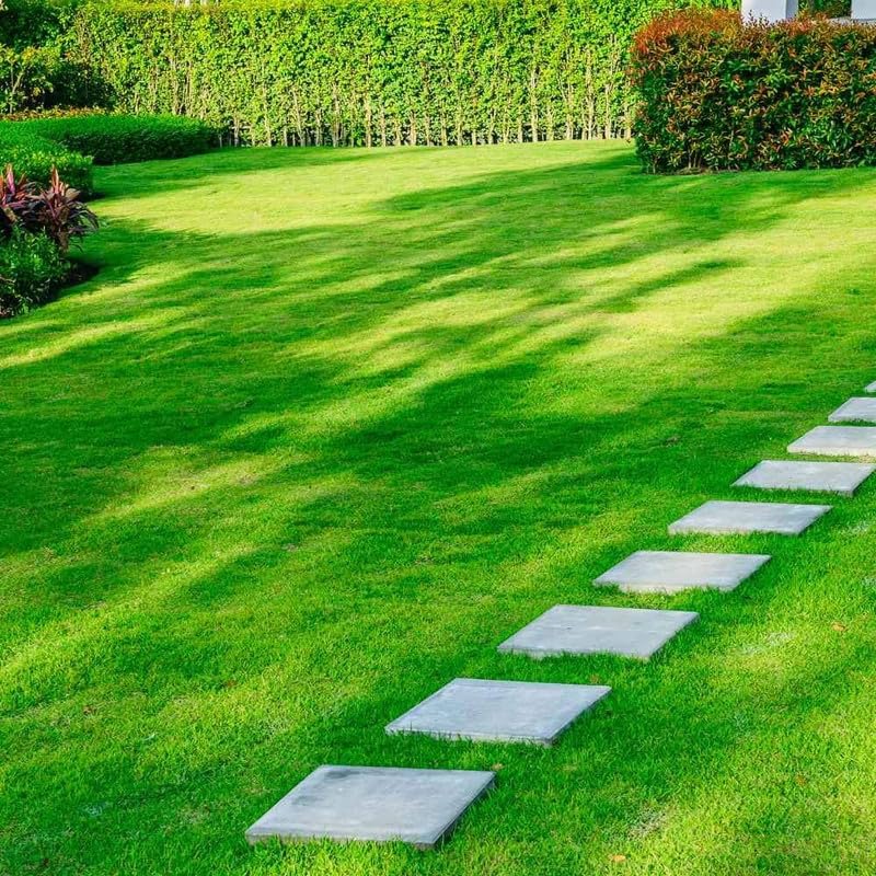Grass Seeds Hybrid Best For Your Beautiful Home Gardening (Pack Of 100 seeds)