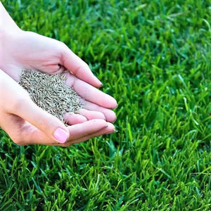 1. Grass Seeds Hybrid Best For Your Beautiful Home Gardening (Pack Of 100 seeds)