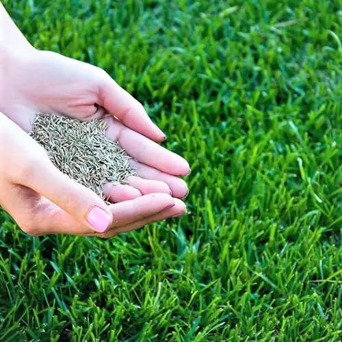 Grass Seeds Hybrid Best For Your Beautiful Home Gardening (Pack Of 100 seeds)
