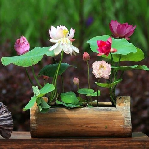 Japanese Bonsai Multicolour Bowl Lotus Seeds (7 Days Germination) - Buy 1 Get 1 Packet FREE