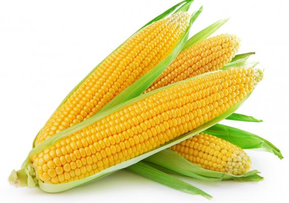 Japanese Yellow Corn Seeds ( 50  Gm )