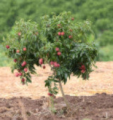 Litchi Fruit 20 Seeds