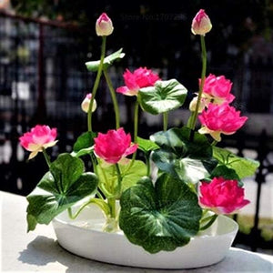 1. Lotus 40 Seeds With Plant Growth Booster
